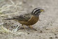 Male Cinnamon-breasted Rock Bunting