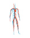 Male circulatory system. Vector illustration of blood circulation in human body. Human arterial and venous circulatory Royalty Free Stock Photo