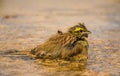 Male Cirl Bunting bathing