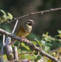 Male Cirl Bunting