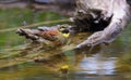 Male Cirl Bunting at waterhole