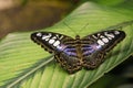 Male Clipper Parthenos sylvia butterfly Royalty Free Stock Photo