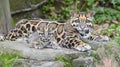 Male clouded leopard and cub portrait with empty space on left for text, object on right side Royalty Free Stock Photo