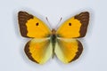 Male of Clouded yellow, Colias croceus butterfly Royalty Free Stock Photo