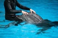 Male coach with two dolphins in an indoor oceanarium. Man touching and playing with dolphin mammals. Dolphin therapy in blue water