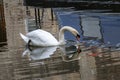 Swan reflection Royalty Free Stock Photo
