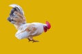 male cock rooster cut out on a yellow background selective focus background blur