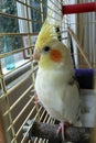 Male Cockatiel bird looking out from cage Royalty Free Stock Photo