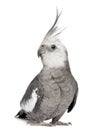 Male Cockatiel, Nymphicus hollandicus Royalty Free Stock Photo