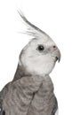 Male Cockatiel, Nymphicus hollandicus Royalty Free Stock Photo