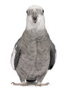 Male Cockatiel, Nymphicus hollandicus Royalty Free Stock Photo