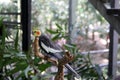 Male Cockatiel (Nymphicus hollandicus) perched on a tree in a zoo : (pix Sanjiv Shukla)