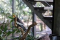 Male Cockatiel (Nymphicus hollandicus) perched on a tree in a zoo : (pix Sanjiv Shukla)
