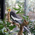 Male Cockatiel (Nymphicus hollandicus) perched on a tree in a zoo : (pix Sanjiv Shukla) Royalty Free Stock Photo