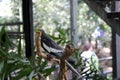 Male Cockatiel (Nymphicus hollandicus) perched on a tree in a zoo : (pix Sanjiv Shukla) Royalty Free Stock Photo