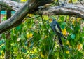 Male cockatiel sitting on a tree branch, small cockatoo from Australia, popular pet in aviculture