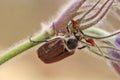 Male Cockchafer,  Melolonta  , also known as the may beetle. A beetle sits on a flower AnÃÂ©mone. Royalty Free Stock Photo