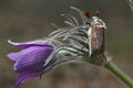 Male Cockchafer,  Melolonta  , also known as the may beetle. A beetle sits on a flower AnÃÂ©mone. Royalty Free Stock Photo