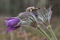 Male Cockchafer,  Melolonta  , also known as the may beetle. A beetle sits on a flower AnÃÂ©mone. Royalty Free Stock Photo