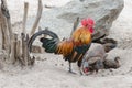 Male Cockerel rooster on guard with hen Royalty Free Stock Photo