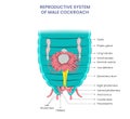 Male cockroaches have testes and an aedeagus for sperm transfer in their reproductive system