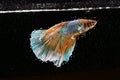 Male Collage Yellow Betta, Cupang, Siamese Fighting, Half Moon