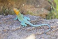 Male Collared Lizard in breeding season Royalty Free Stock Photo