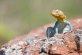 Male collared lizard Royalty Free Stock Photo