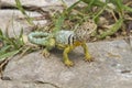 Male collared lizard on rock Royalty Free Stock Photo