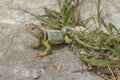 Male collared lizard on rock Royalty Free Stock Photo