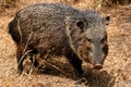 Male collared peccary