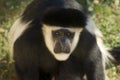 Male Colobe monkey daring Royalty Free Stock Photo