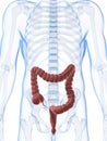 Male colon