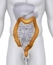 Male COLON anatomy