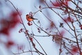 Male colorful Eurasian Bullfinch, Pyrrhula pyrrhula feeding on a branch full of ripe Rowan berries Royalty Free Stock Photo