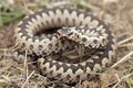 Male common adder