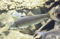 Male Common barbel, species of freshwater fish abundant in Guadiana River, Spain