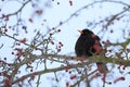 Male of Common black bird in winter Royalty Free Stock Photo