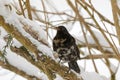 Male Common blackbird bird in black with albino grey white feather on tree branch cover with snowflakes, winter in Europe Royalty Free Stock Photo