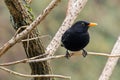 Male Common blackbird bird in black with yellow eye ring, beak p Royalty Free Stock Photo