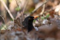 Male common blackbird hiding