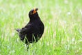 Male Common Blackbird on a meadow Royalty Free Stock Photo