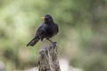 Male Common Blackbird On Tree Stump Against Blurred Background
