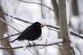 Male Common Blackbird (Turdus merula) Royalty Free Stock Photo