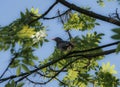 The male common blackbird