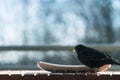 Male common blackbird Turdus merula eating from a plate on a balcony. Concept of animal welfare, protection of native species Royalty Free Stock Photo