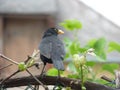 Male common blackbird Turdus merula holding food in his beak while standing on grapevine branch in the garden Royalty Free Stock Photo
