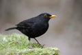 Male common blackbird, Turdus merula, perched in the meadow Royalty Free Stock Photo