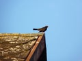 Male common blackbird Turdus merula singing on the roof edge Royalty Free Stock Photo