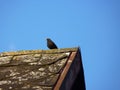 Male common blackbird Turdus merula sitt on the roof edge Royalty Free Stock Photo